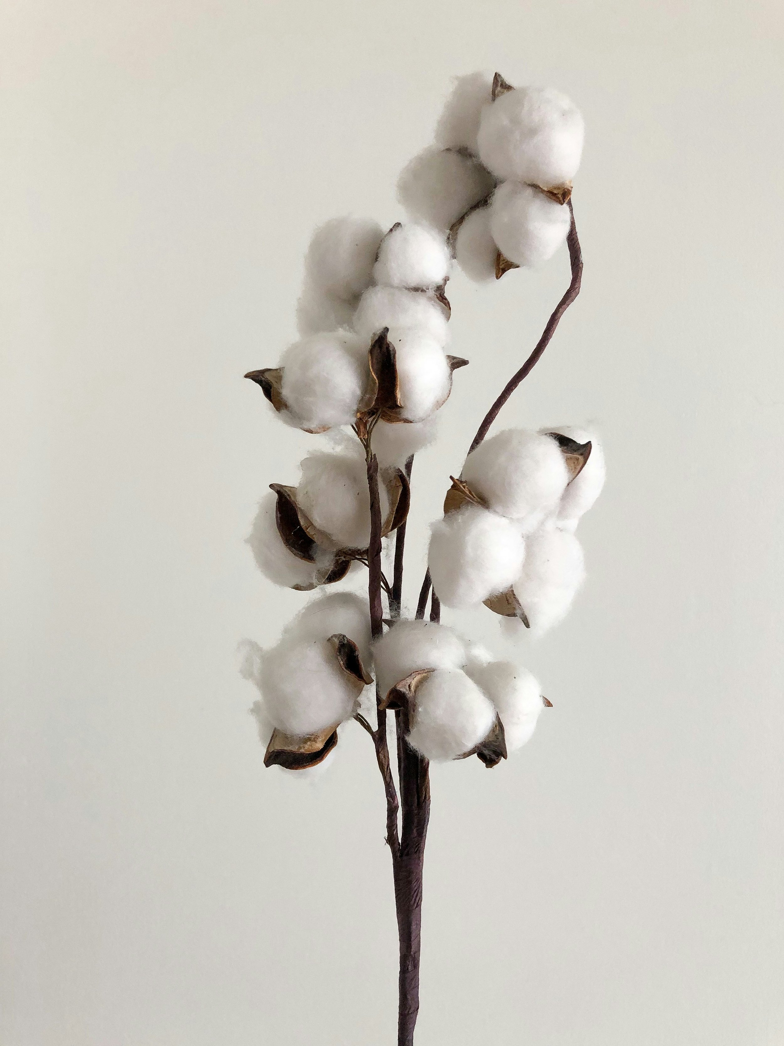 Organic and BCI cotton fabric rolls for apparel sampling at KBK Exports